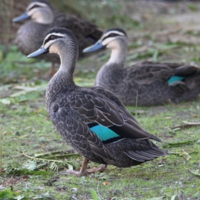 Anas superciliosa (Pacific Black Duck) at Wodonga, VIC - 28 Mar 2021 by PaulF