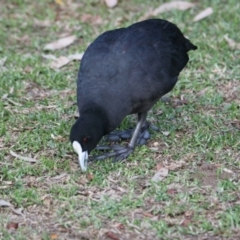 Fulica atra (Eurasian Coot) at Belvoir Park - 28 Mar 2021 by PaulF