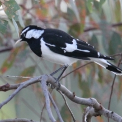 Grallina cyanoleuca (Magpie-lark) at Wodonga - 28 Mar 2021 by PaulF