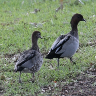 Chenonetta jubata (Australian Wood Duck) at Wodonga - 28 Mar 2021 by PaulF