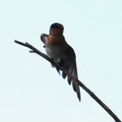 Hirundo neoxena (Welcome Swallow) at Wodonga - 28 Mar 2021 by PaulF