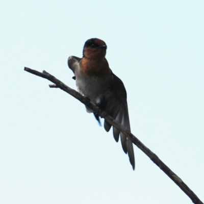 Hirundo neoxena (Welcome Swallow) at Belvoir Park - 28 Mar 2021 by PaulF