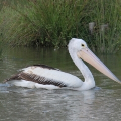 Pelecanus conspicillatus (Australian Pelican) at Belvoir Park - 28 Mar 2021 by PaulF