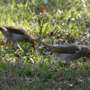 Ptilotula penicillata at Wodonga - 28 Mar 2021