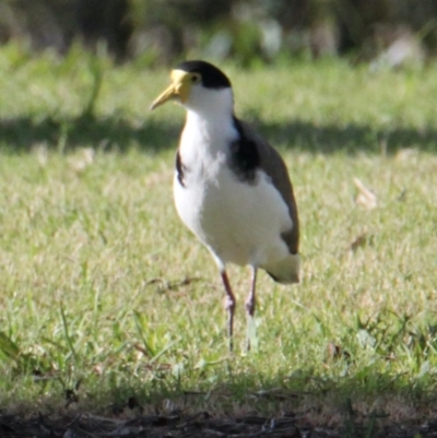 Vanellus miles (Masked Lapwing) at Belvoir Park - 28 Mar 2021 by PaulF