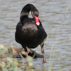 Cygnus atratus (Black Swan) at Wodonga, VIC - 28 Mar 2021 by PaulF