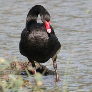 Cygnus atratus at Wodonga, VIC - 28 Mar 2021