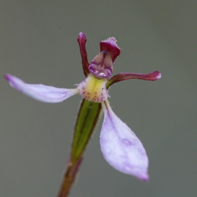 Eriochilus cucullatus (Parson's Bands) at Black Mountain - 28 Mar 2021 by WHall