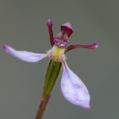 Eriochilus cucullatus (Parson's Bands) at Downer, ACT - 28 Mar 2021 by WHall