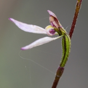 Eriochilus cucullatus at Downer, ACT - 28 Mar 2021