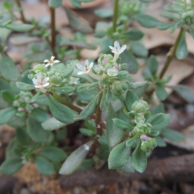 Poranthera microphylla (Small Poranthera) at Paddys River, ACT - 11 Feb 2021 by michaelb