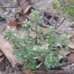 Poranthera microphylla at Paddys River, ACT - 11 Feb 2021