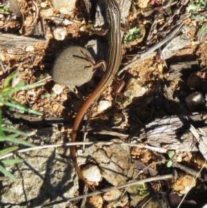 Ctenotus taeniolatus at Coree, ACT - 29 Mar 2021