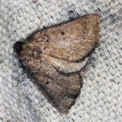 Amelora anepiscepta (Reddish Cape-moth) at O'Connor, ACT - 28 Mar 2021 by ibaird