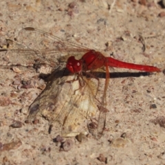 Diplacodes haematodes (Scarlet Percher) at Red Hill Nature Reserve - 28 Mar 2021 by roymcd