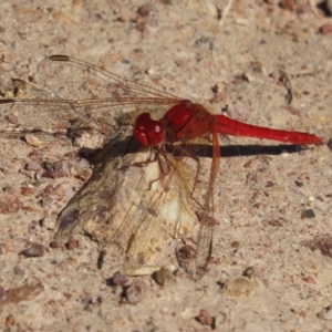 Diplacodes haematodes at Red Hill, ACT - 29 Mar 2021