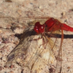 Diplacodes haematodes at Red Hill, ACT - 29 Mar 2021