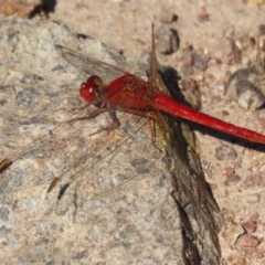 Diplacodes haematodes at Red Hill, ACT - 29 Mar 2021