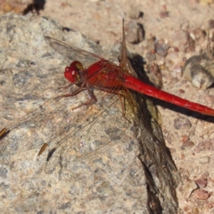 Diplacodes haematodes at Red Hill, ACT - 29 Mar 2021