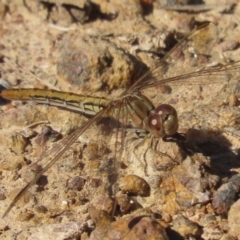 Diplacodes haematodes at Red Hill, ACT - 29 Mar 2021