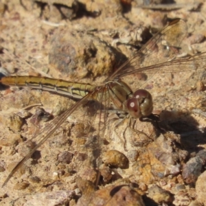 Diplacodes haematodes at Red Hill, ACT - 29 Mar 2021