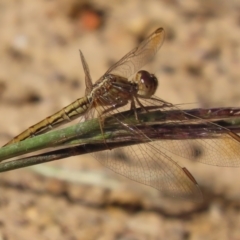 Diplacodes haematodes at Red Hill, ACT - 29 Mar 2021