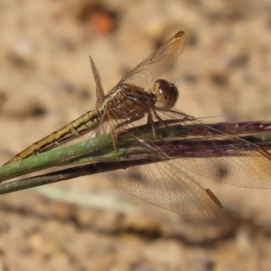 Diplacodes haematodes at Red Hill, ACT - 29 Mar 2021 10:34 AM