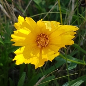 Coreopsis lanceolata at O'Connor, ACT - 29 Mar 2021