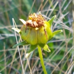 Coreopsis lanceolata at O'Connor, ACT - 29 Mar 2021