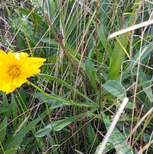 Coreopsis lanceolata at O'Connor, ACT - 29 Mar 2021