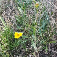 Coreopsis lanceolata at O'Connor, ACT - 29 Mar 2021