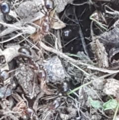Papyrius sp. (genus) (A Coconut Ant) at O'Connor, ACT - 29 Mar 2021 by trevorpreston