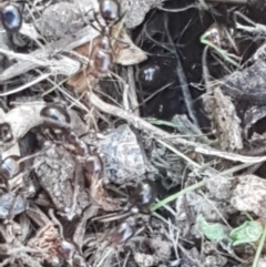 Papyrius sp. (genus) (A Coconut Ant) at Bruce Ridge - 29 Mar 2021 by trevorpreston