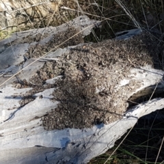 Papyrius sp. (genus) at O'Connor, ACT - 29 Mar 2021