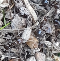 Papyrius sp. (genus) at O'Connor, ACT - 29 Mar 2021