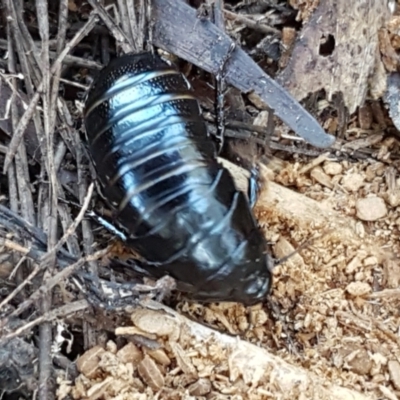 Panesthia australis (Common wood cockroach) at O'Connor, ACT - 29 Mar 2021 by trevorpreston