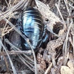 Panesthia australis at O'Connor, ACT - 29 Mar 2021 01:01 PM