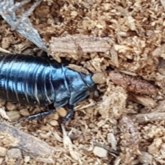 Panesthia australis at O'Connor, ACT - 29 Mar 2021 01:01 PM