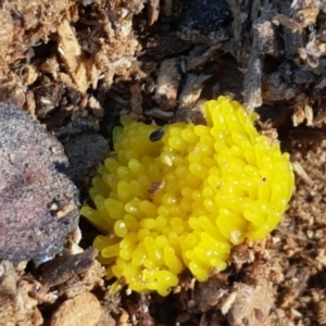 Myxomycete - past plasmodial stage at O'Connor, ACT - 29 Mar 2021 01:02 PM