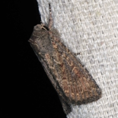 Dasygaster padockina at O'Connor, ACT - 28 Mar 2021