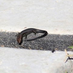 Lampropholis guichenoti (Common Garden Skink) at Wodonga - 27 Mar 2021 by Kyliegw