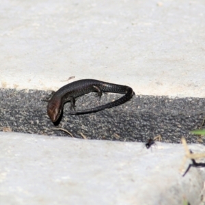 Lampropholis guichenoti at Wodonga, VIC - 28 Mar 2021 10:00 AM