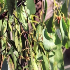 Amyema miquelii (Box Mistletoe) at Wodonga - 27 Mar 2021 by Kyliegw