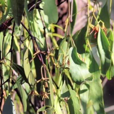 Amyema miquelii (Box Mistletoe) at WREN Reserves - 27 Mar 2021 by Kyliegw