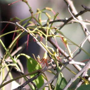 Amyema miquelii at WREN Reserves - 28 Mar 2021