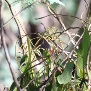 Amyema miquelii at WREN Reserves - 28 Mar 2021