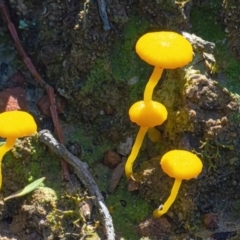 Lichenomphalia chromacea (Yellow Navel) at Black Mountain - 28 Mar 2021 by WHall