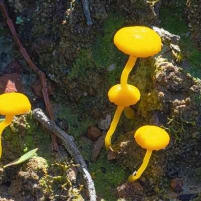 Lichenomphalia chromacea (Yellow Navel) at Black Mountain - 28 Mar 2021 by WHall