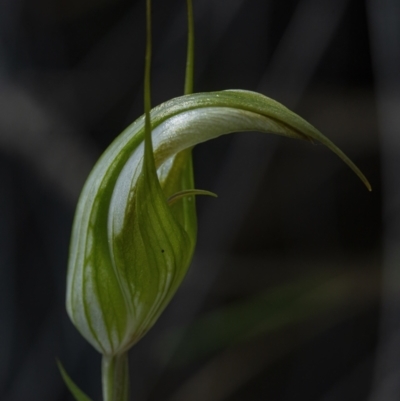 Diplodium ampliatum (Large Autumn Greenhood) at Black Mountain - 28 Mar 2021 by WHall