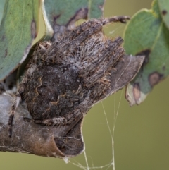 Araneinae (subfamily) (Orb weaver) at Black Mountain - 28 Mar 2021 by WHall
